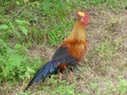 Jungle-Fowl.JPG (242 KB)